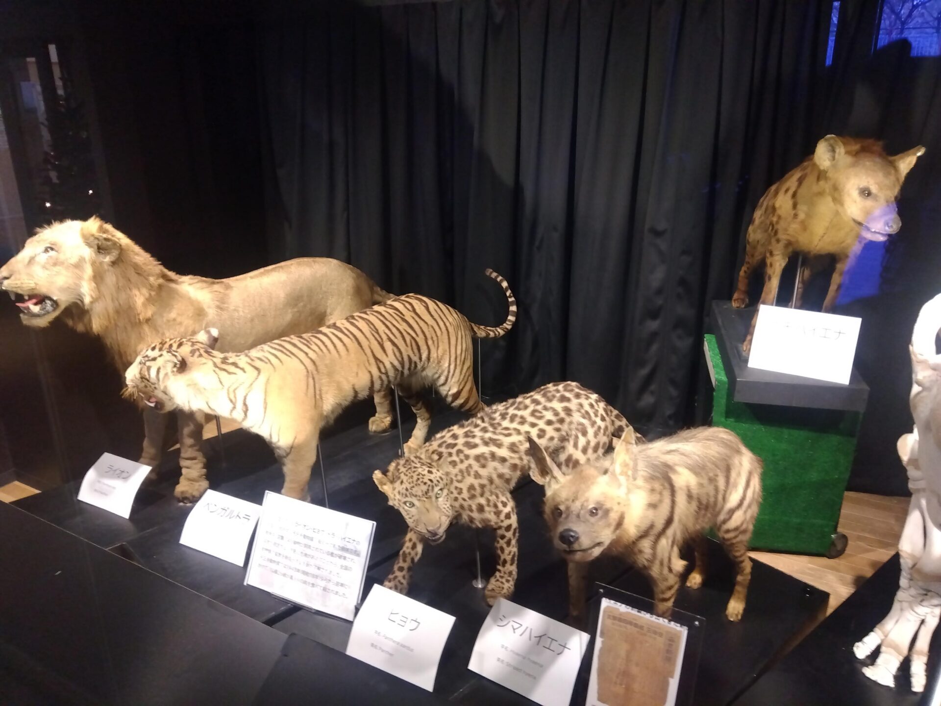 歴史写真展「天王寺動物園の歴史~109枚の写真で振り返る~」が始まりました。 | 地方独立行政法人天王寺動物園