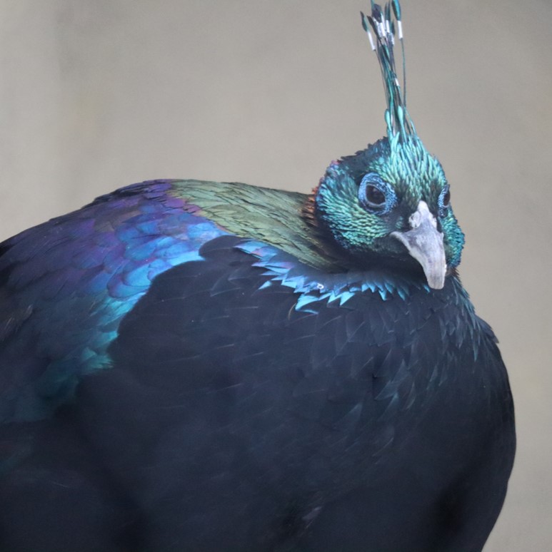 令和5年11月オープン<br/> 新施設「鳥のセカイ」