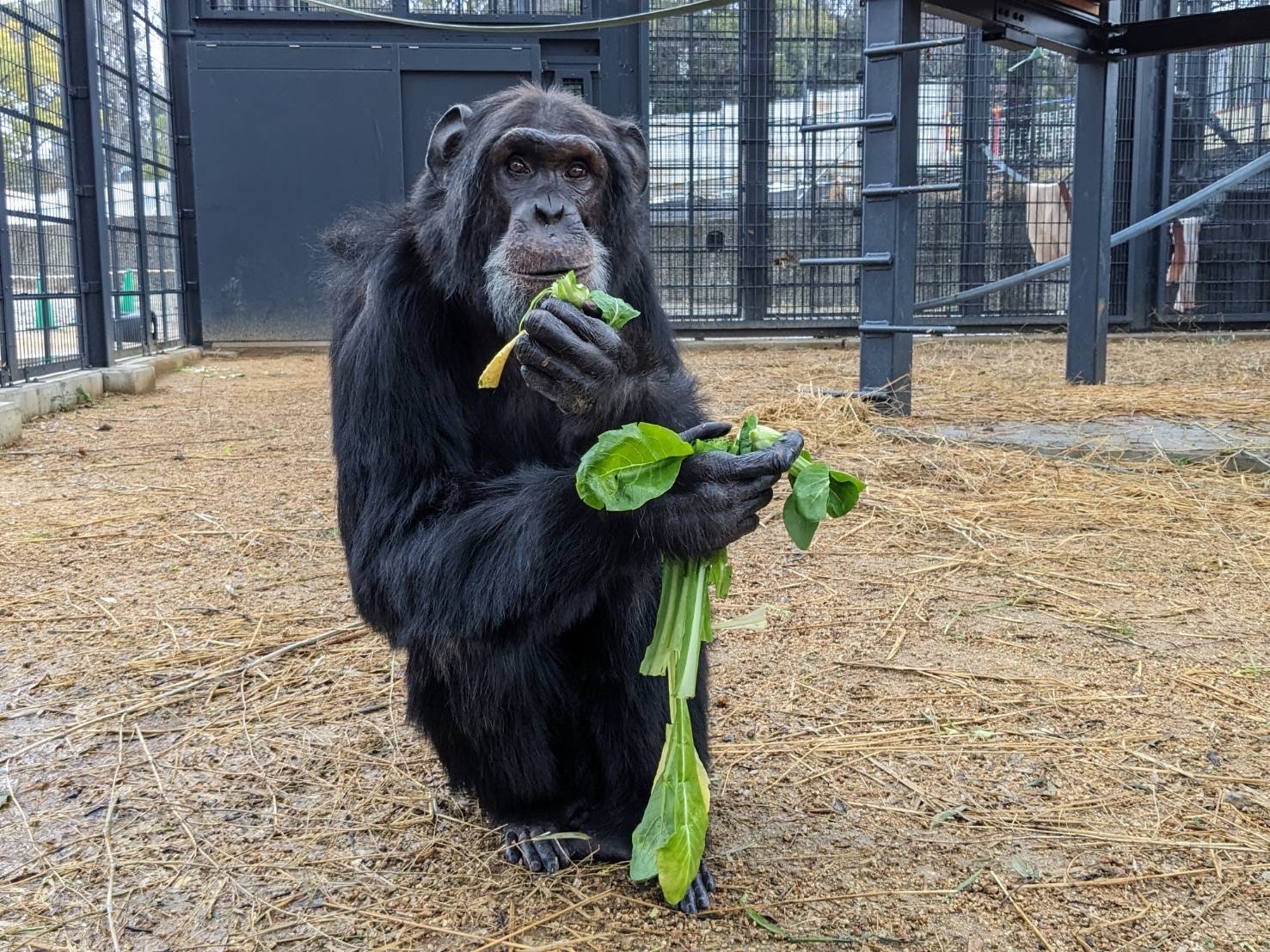 ☆2月生まれさん集合☆ | 地方独立行政法人天王寺動物園 【超希少】