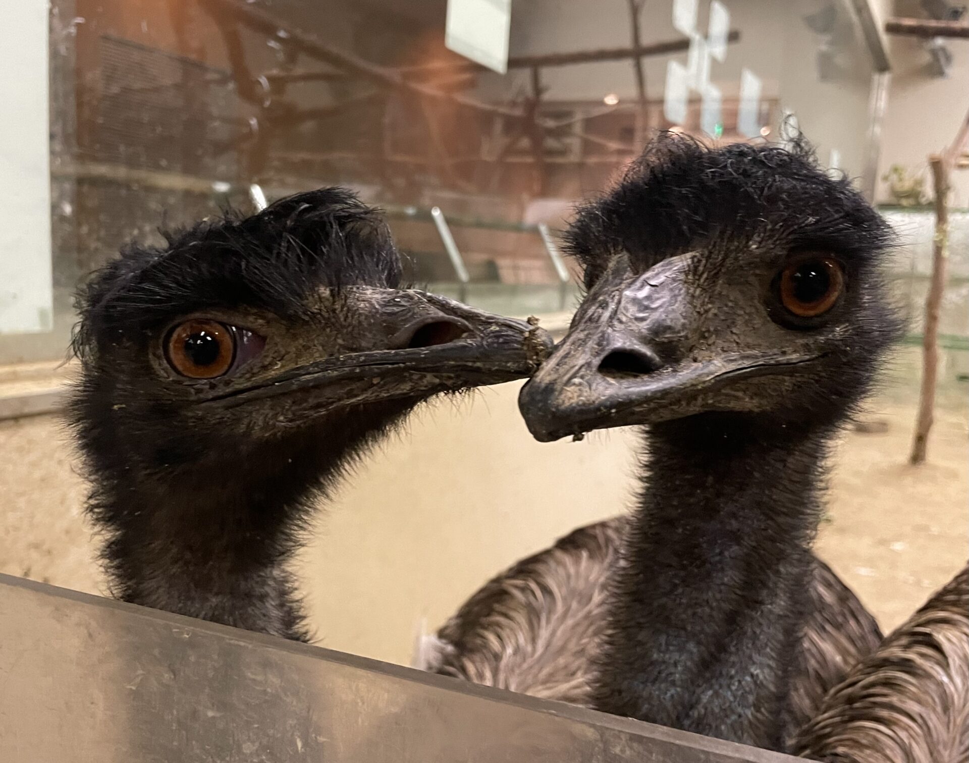 エミューをじっくり観察してみよう！（初心者編🔰） | 地方独立行政  