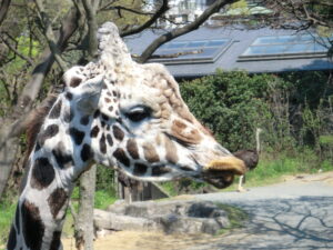 キリンのケニヤ 天王寺動物園