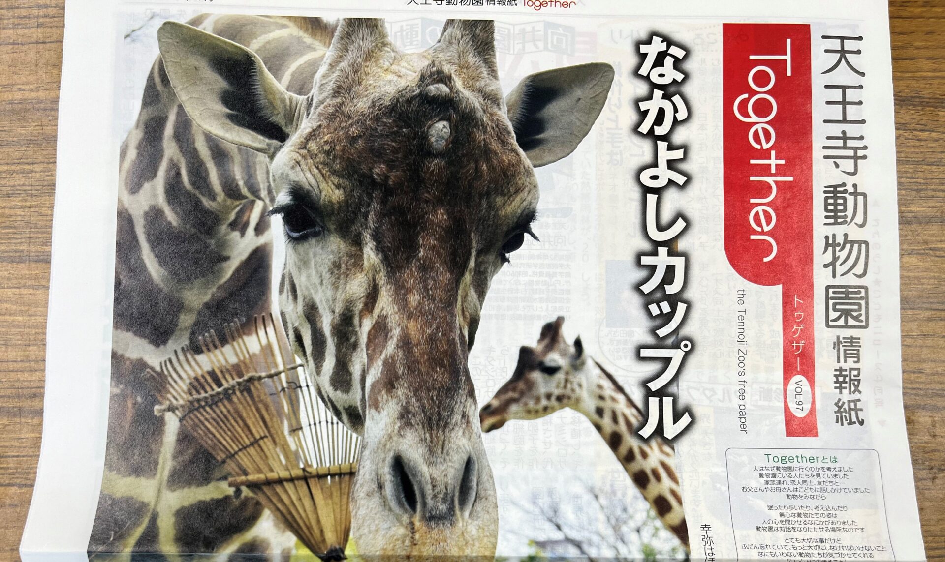 天王寺動物園情報誌Together97 キリンの幸弥とハルカス