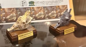 路上博物館 特別展 キリン・ケニヤ 頭骨標本フィギュア カプセルトイ 天王寺動物園