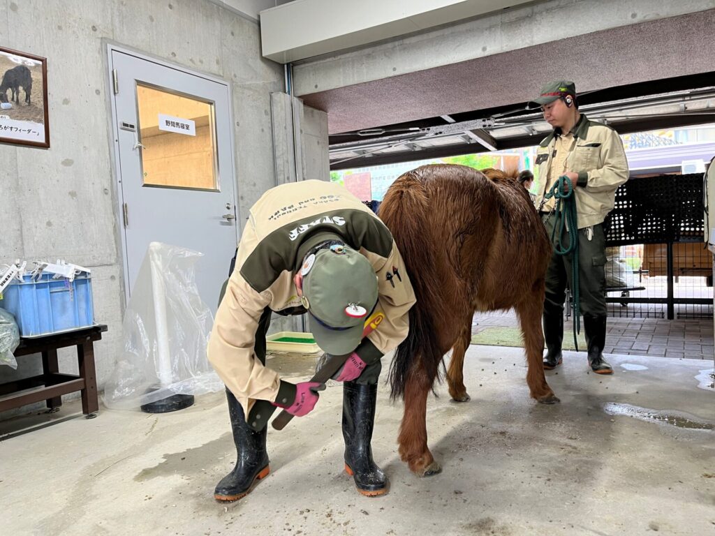 休園日のお仕事~野間馬・福ちゃんの削蹄 | 地方独立行政法人天王寺動物園