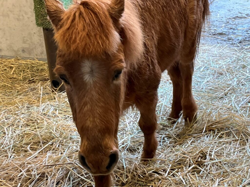 休園日のお仕事~野間馬・福ちゃんの削蹄 | 地方独立行政法人天王寺動物園