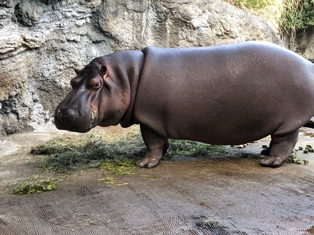 カバの歯みがきイベント関連ブログ!! 動物たちをもっと知ろう!! | 地方  