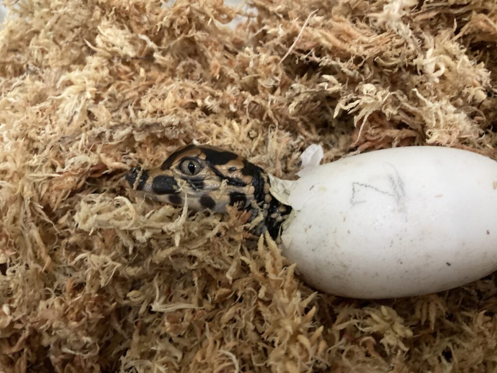 ヨウスコウワニの赤ちゃん