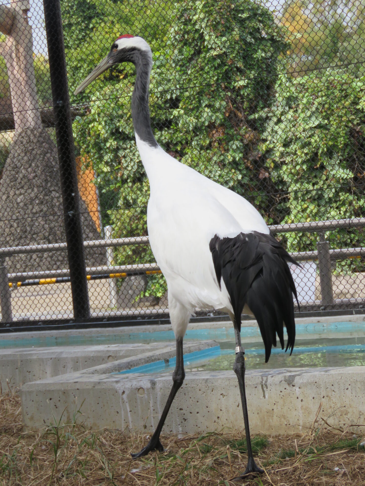 ブログで観察会 ツル編 | 地方独立行政法人天王寺動物園