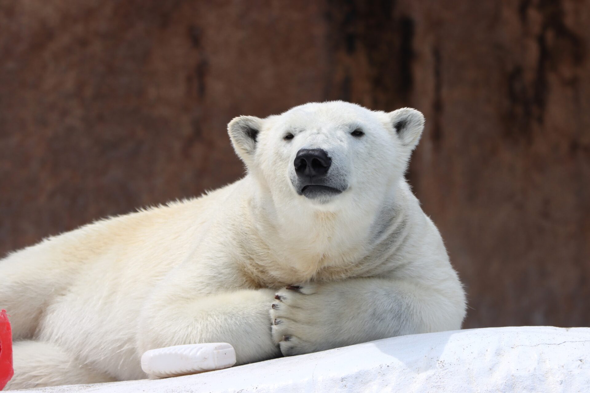 動物とっておき話#110周年SP 「ホネからわかるホッキョクグマのひみつ 