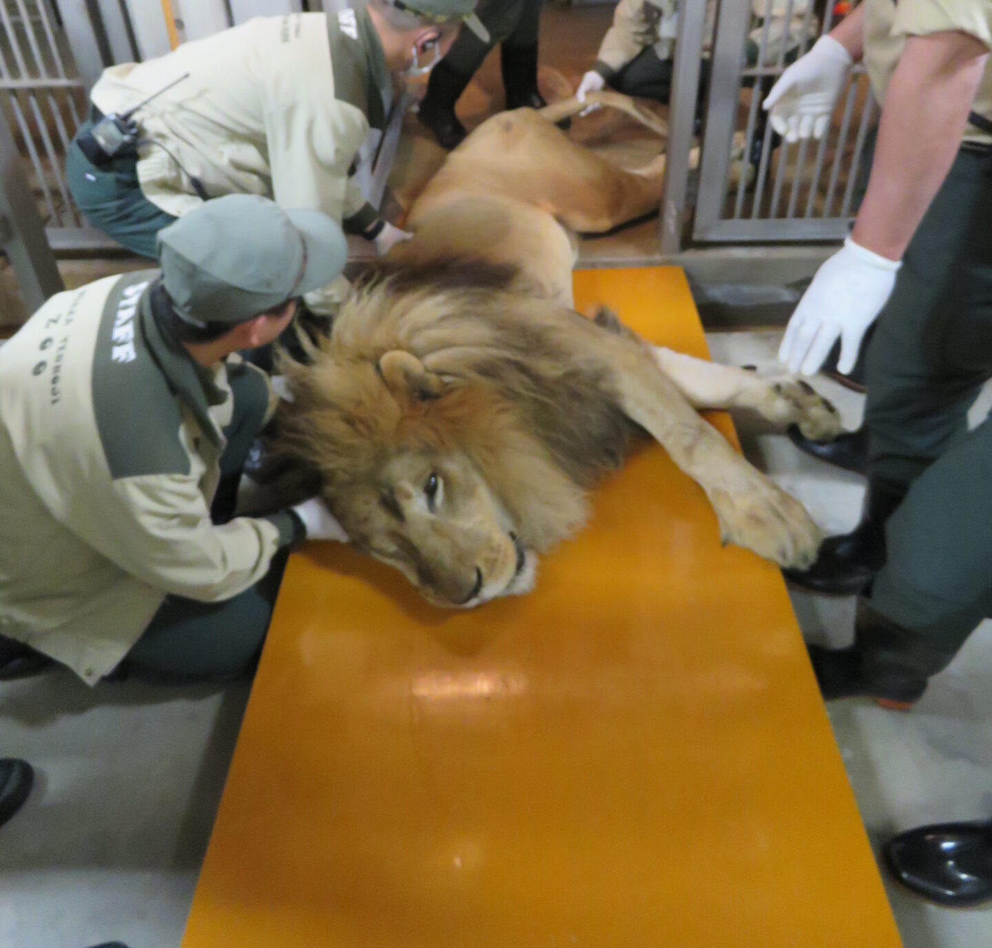 ライオンの健康診断をしました！ | 地方独立行政法人天王寺動物園