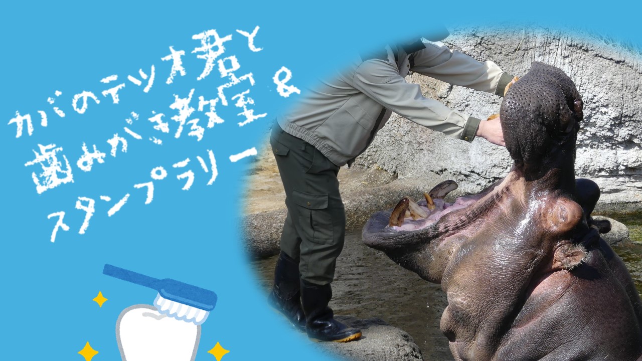 5月20日より天王寺動物園オリジナルグッズ「プチタオル」を発売 