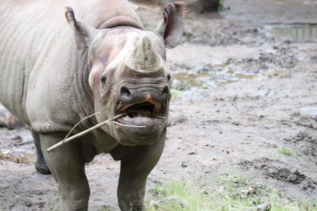 クロサイ | 地方独立行政法人天王寺動物園