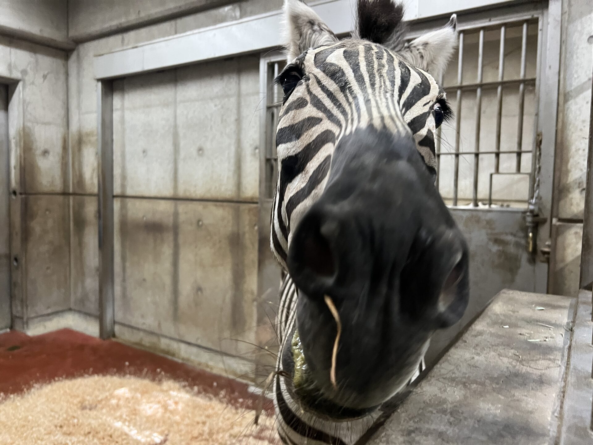 シマシマたちの近況 | 地方独立行政法人天王寺動物園
