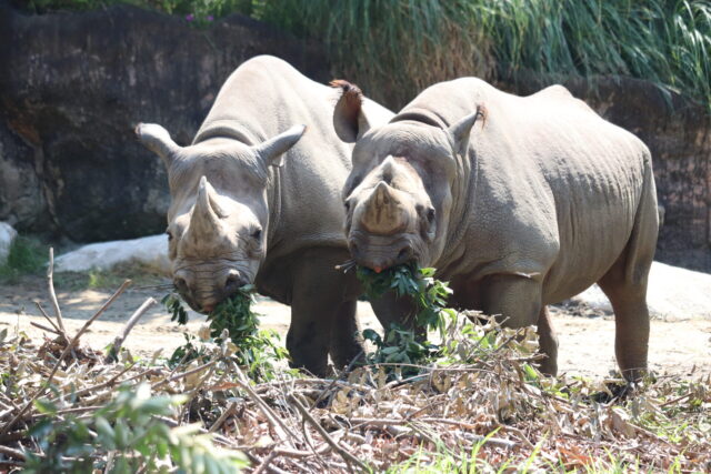 最近のクロサイたち | 地方独立行政法人天王寺動物園