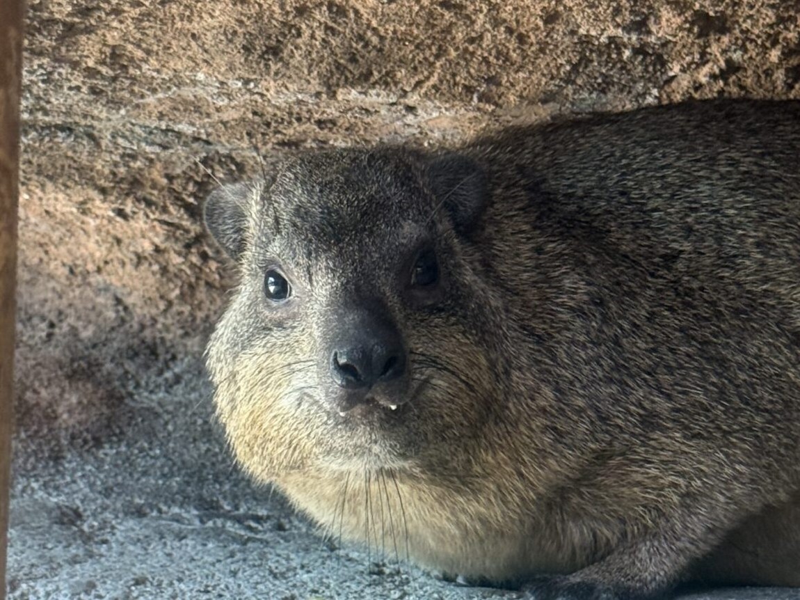 カバ Hippopotamus amphibius