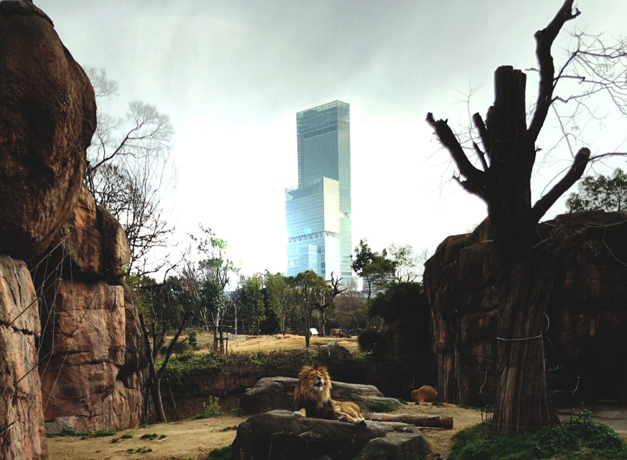 天王寺動物園110周年記念事業 秋のモーニング・ズーを開催します! | 地方独立行政法人天王寺動物園
