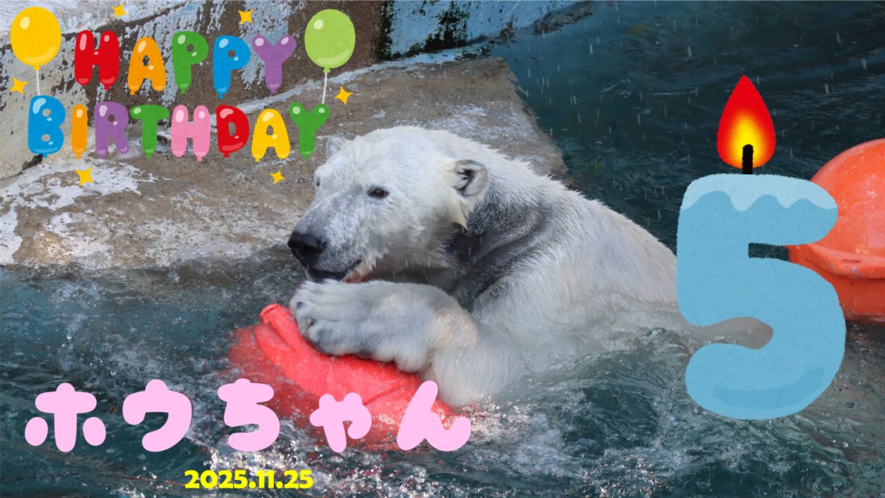 事前申込（抽選）制】「ホッキョクグマ誕生日イベント」を実施します 