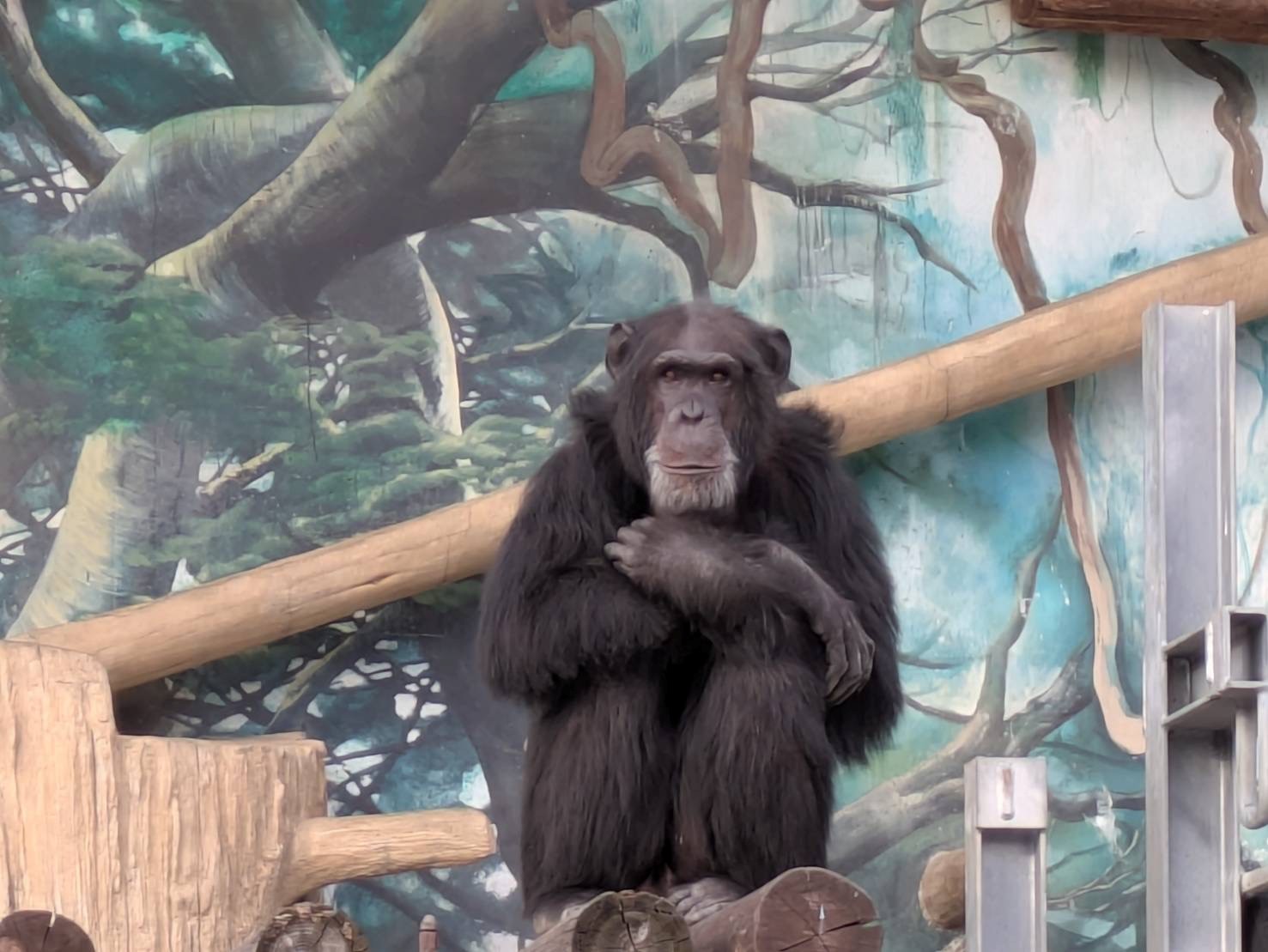 チンパンジー舎の近況報告 | 地方独立行政法人天王寺動物園