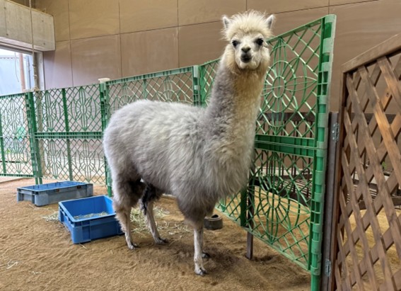 カバ Hippopotamus amphibius