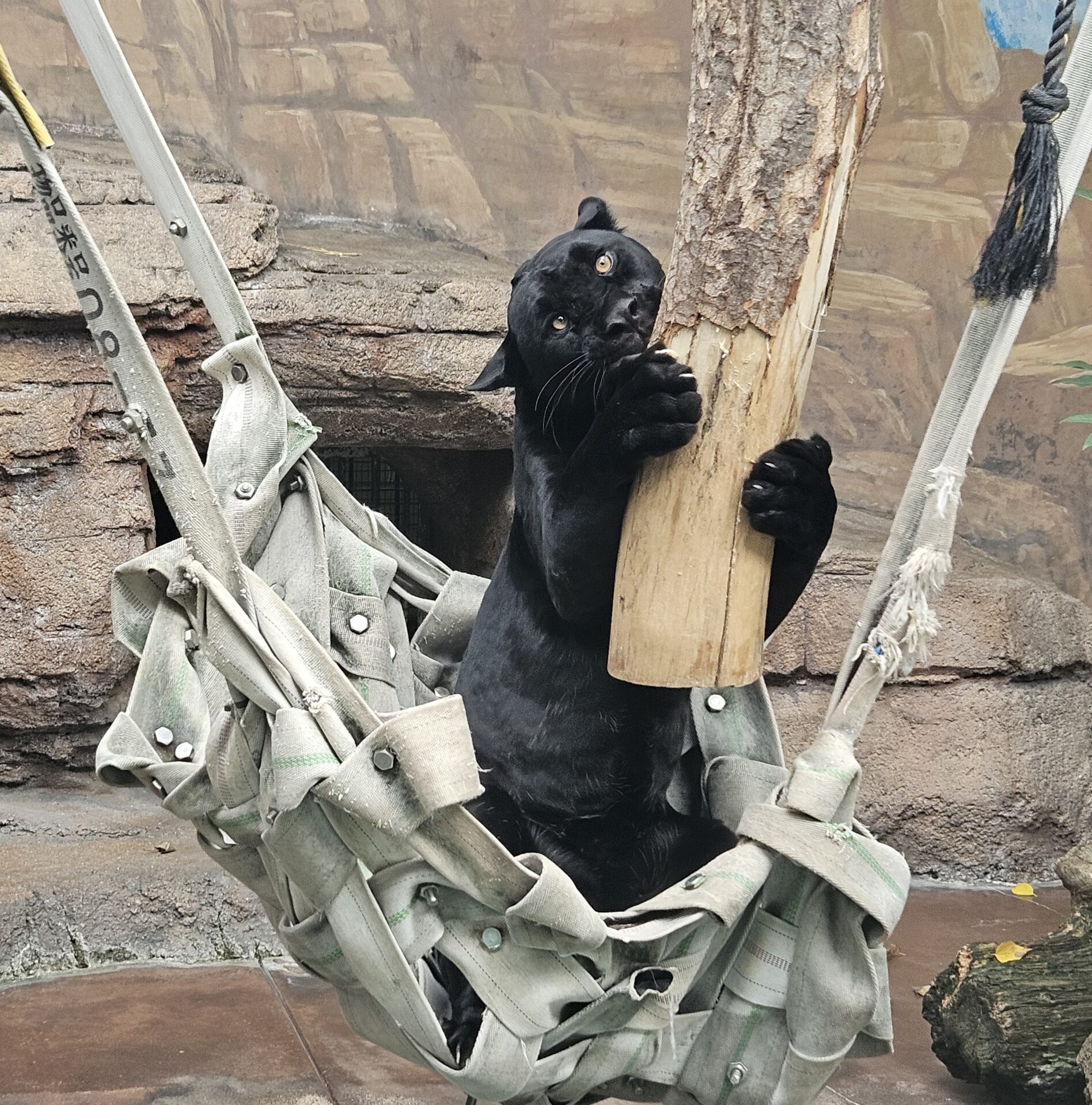 ロンと小春とそれからわたし その③ | 地方独立行政法人天王寺動物園