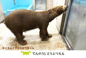 ファンクラブプチ特典に期間限定デザイン『ポーラーベアコースト